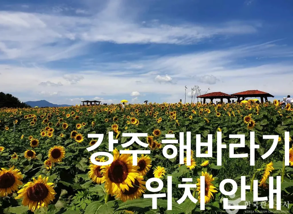 강주 해바라기 밭 위치