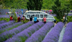 무릉별유천지 라벤더정원